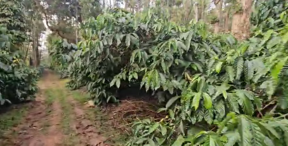  28 acre well maintained coffee estate for sale in Sakleshpura